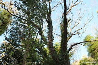 Acero del bosco Nicolosi